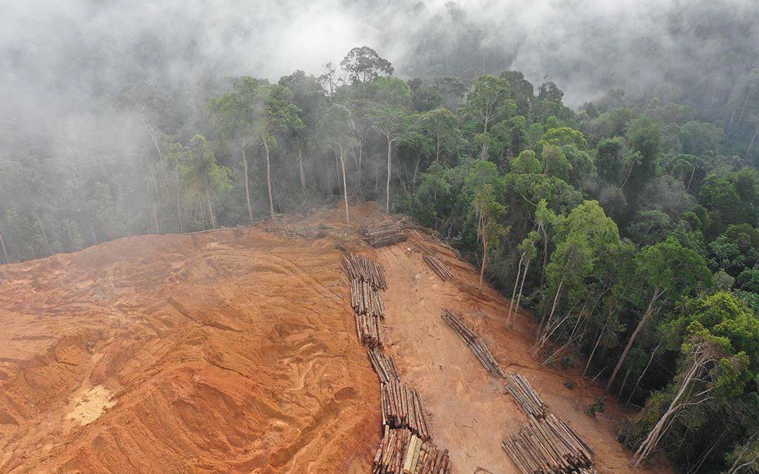 Investors Concerned That Brazil is Missing the Forests for the Trees