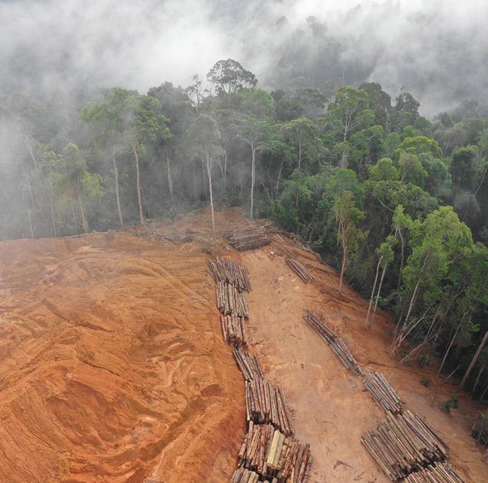 clear-cut.jpg Clear cut rain forest