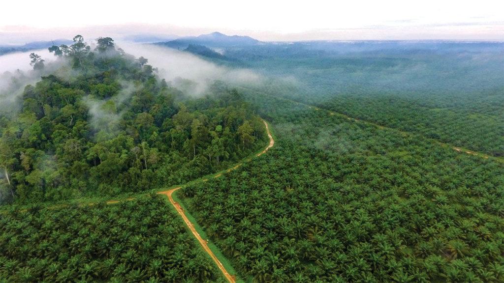 Climate Transitions in Indonesian Palm Oil: Seizing the Opportunity, Managing the Risk