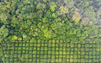 Climate Transition Risk Analyst Brief: Indonesian Palm Oil