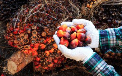 Indonesia’s Palm Oil Industry Could Increase Profits by Embracing Climate Transitions