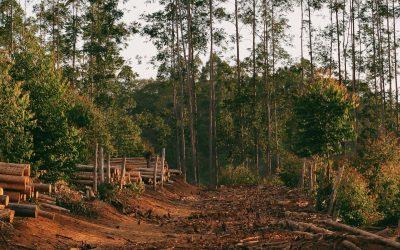 The High Cost of Ignoring Scope 3 Deforestation Emissions