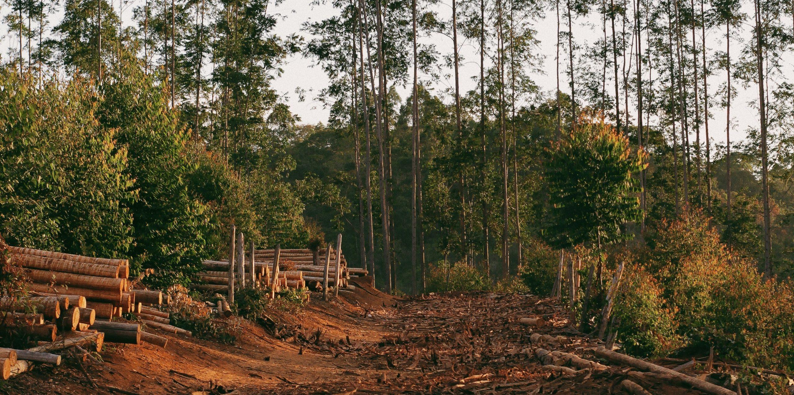 Scope 3 Deforestation Emissions